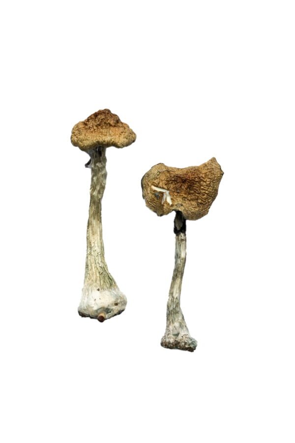 where to get mushrooms, how to get mushrooms out of lawn, where can i get mushrooms, where to get mushrooms near me, where to get mushrooms for anxiety